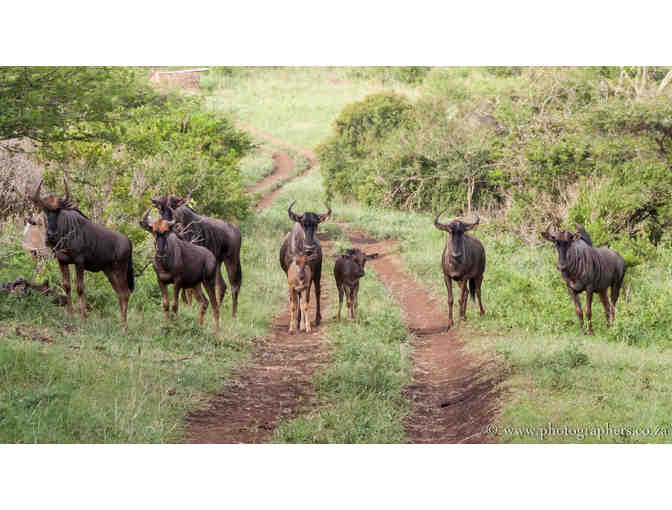 South African Photo Safari for 2 at Zulu Nyala Game Lodge