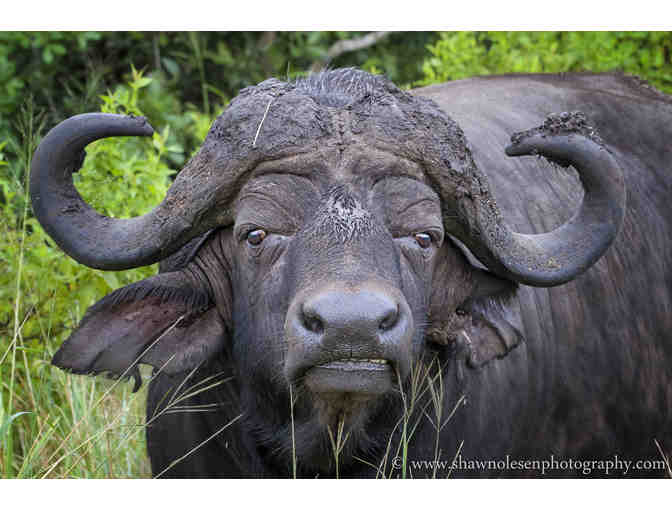 South African Photo Safari for 2 at Zulu Nyala Game Lodge