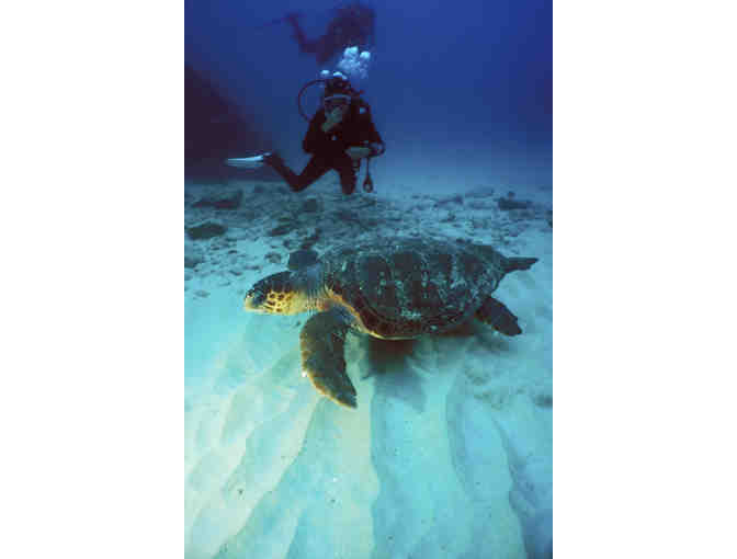 Galley Bay Resort & Spa, Antigua or Palm Island Resort, the Grenadines