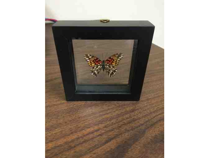 Family Four Pack Admissions to Magic Wings Butterfly Conservatory with Framed Butterfly