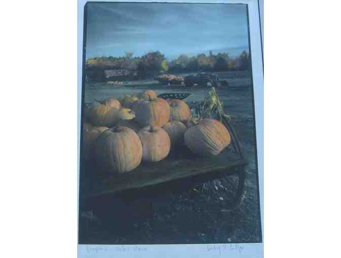 'Pumpkins... Oxford Maine' - Print by Cindy McIntyre