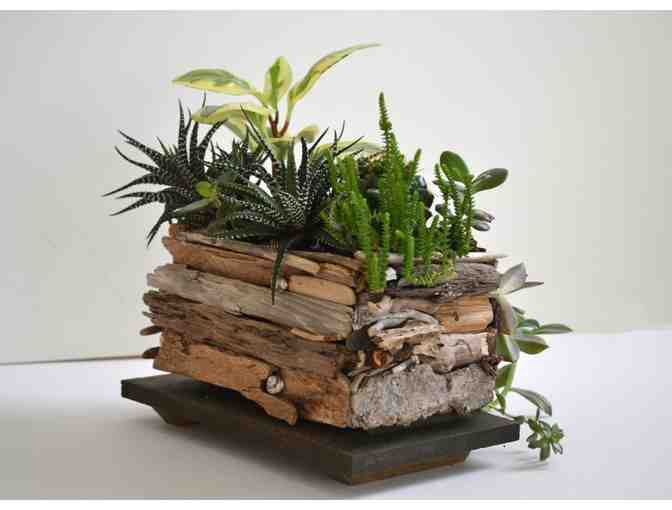 Driftwood Planter with Plants