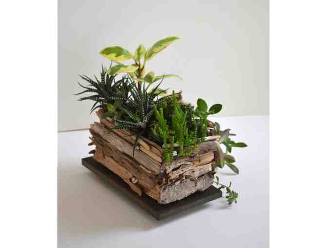 Driftwood Planter with Plants
