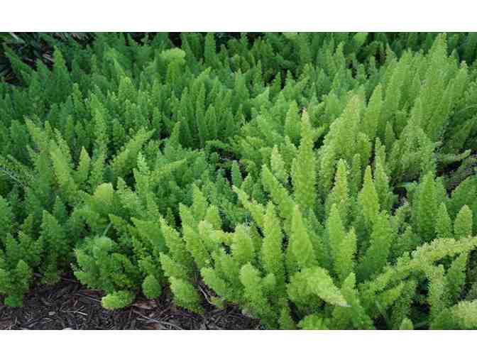 Plants for your Home