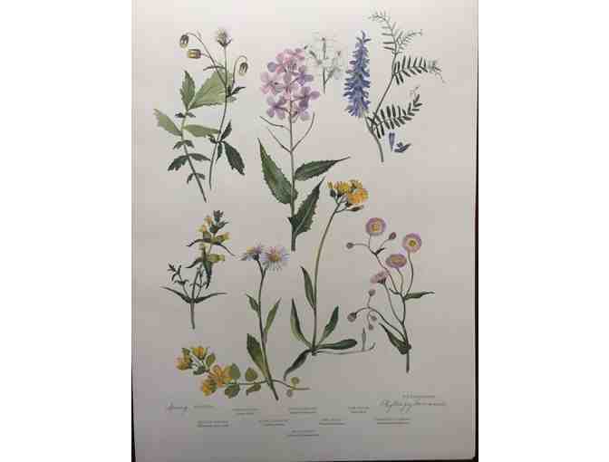 Limited edition wildflower prints