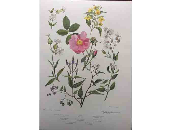 Limited edition wildflower prints
