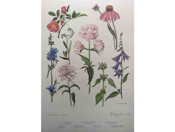 Limited edition wildflower prints