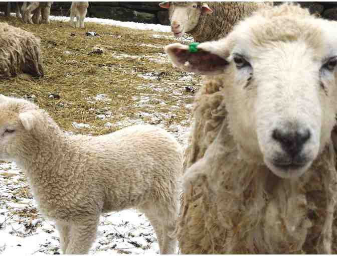 One Whole MCS Farm-Raised Lamb #1 (processed as the winner chooses)