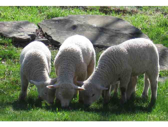 One Whole MCS Farm-Raised Lamb #1 (processed as the winner chooses)