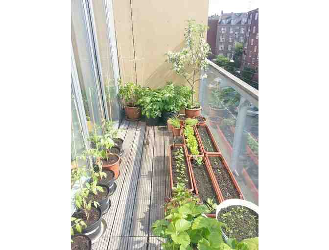 Home Garden Advising from an MCS Farm Member