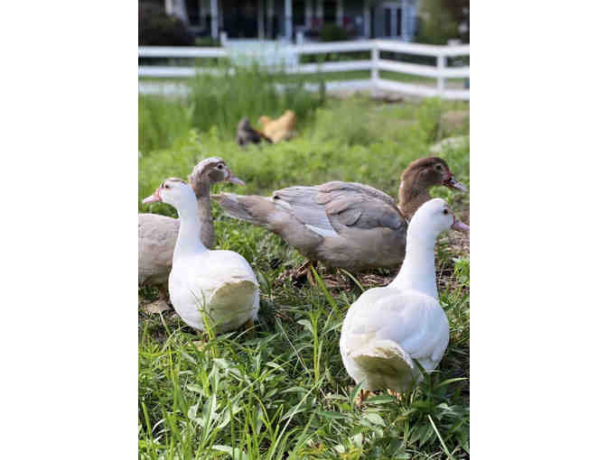 3-night stay at the Sackett and Van Dam Guesthouse