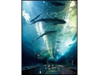 San Francisco, CA - Aquarium of the Bay - 2 Tickets
