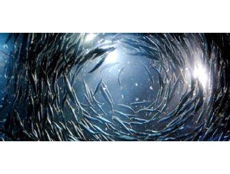 San Francisco, CA - Aquarium of the Bay - 2 Tickets