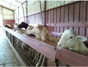 Play Date for Two at Reston Zoo with Ms. Kristen! (#1 of 2)