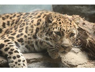 Denver, CO - Denver Zoo - 4 Tickets