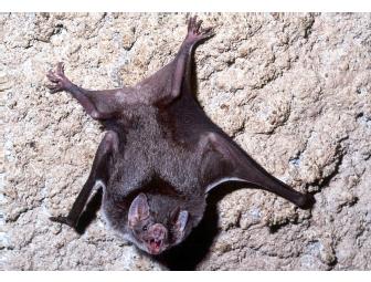 Denver, CO - Denver Zoo - 4 Tickets