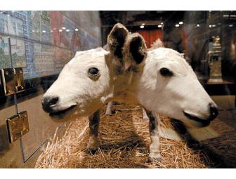 Williamsburg, VA - Ripley's Believe It or Not! Museum - 4 Passes