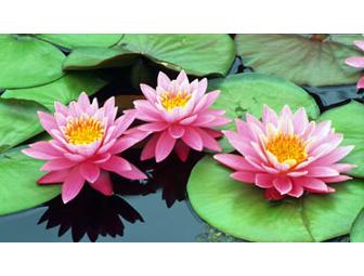 Kennett Square, PA - Longwood Gardens - 2 Tickets