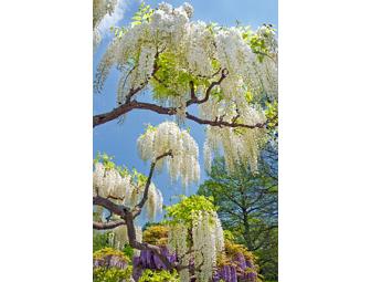 Kennett Square, PA - Longwood Gardens - 2 Tickets