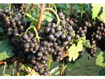 The Winery at La Grange - Wine Tasting for 4 People (#2 of 2)