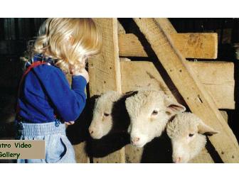 Leesburg Animal Park - 4 Admission Passes