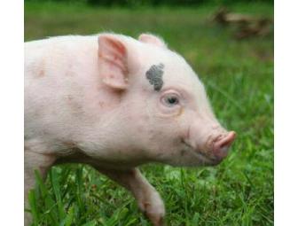 Leesburg Animal Park - 4 Admission Passes