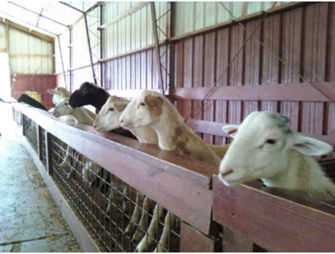 Play Date for Two at Roer's Zoofari with MCS Teacher Madame Sihem! For MCS Families Only