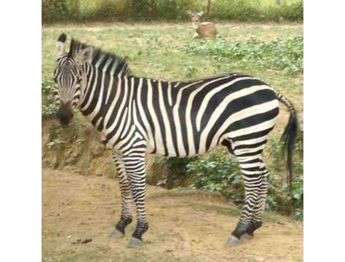 Play Date for Two at Roer's Zoofari with MCS Teacher Madame Sihem! For MCS Families Only