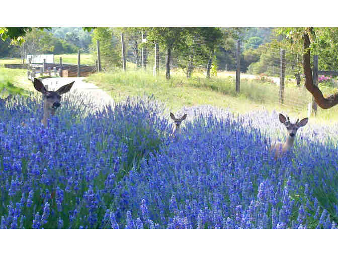 Carmel Valley Ranch Golf Getaway