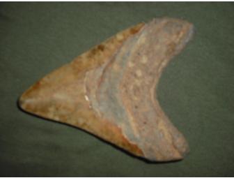 Ancient Giant Megalodon Shark Tooth Fossil