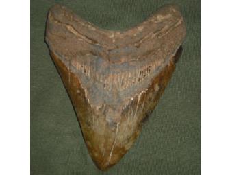Ancient Giant Megalodon Shark Tooth Fossil
