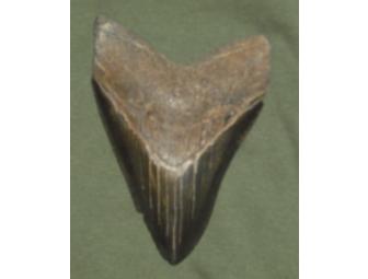Ancient Giant Megalodon Fossilized Shark Tooth