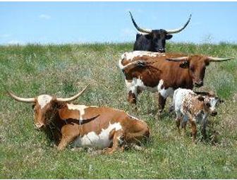 Gentz Cattle Company - Longhorn Beef Variety Package - (Winnie, TX)