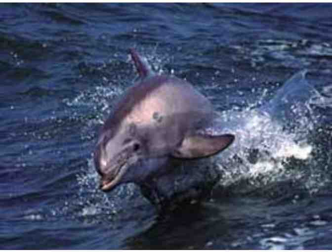 See Dolphins On a Private Charter - Galveston, TX Baywatch Tour