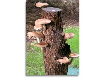 Enjoy the Flavor and Benefits of Shiitakes with Your Growing Log