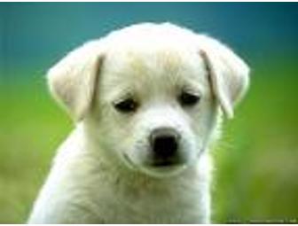 Veterinary Services - Canine Aldine North Houston