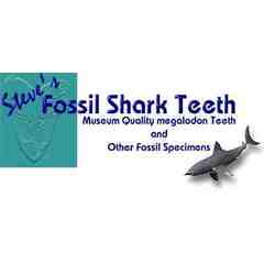 Steve`s Fossil Shark Teeth