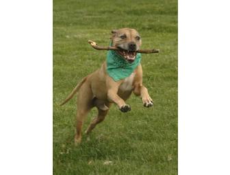 Photo Session with One 16x20 Collage