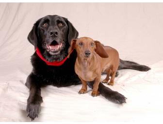 Photo Session with One 16x20 Collage