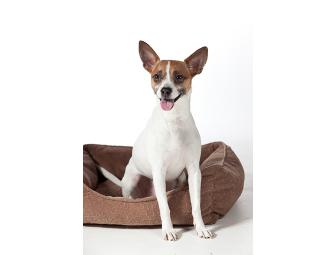 Portrait Session with 11x14 Print