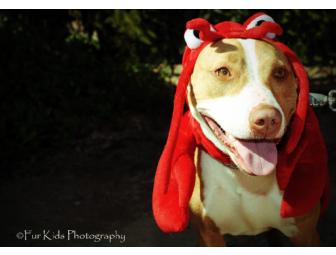 Pet Photography Session