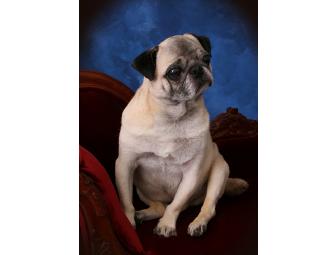 Photo Session with 16x20 Canvas