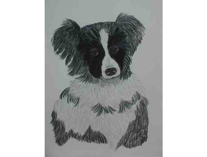 Framed Print 'Young Border Collie'
