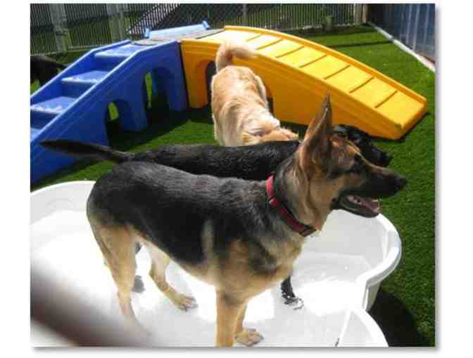Three Days of Doggie Day Care at Camp Bow Wow