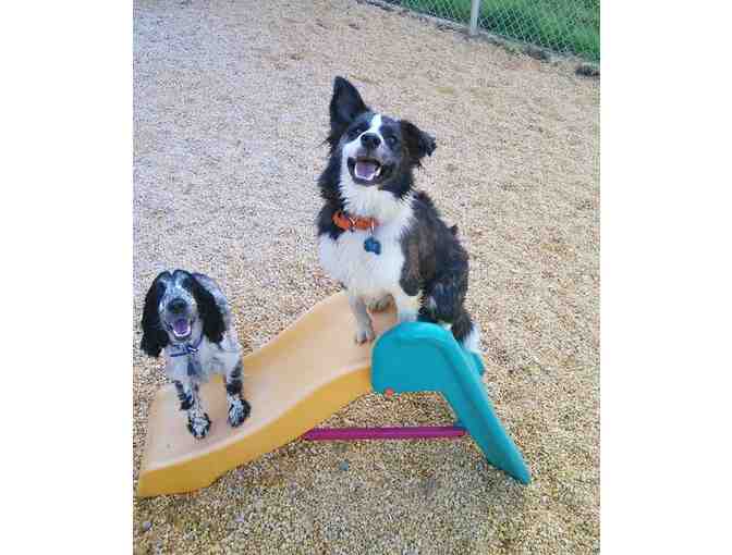 Gift Basket from Barks and Blooms, Including Free Day of Doggie Daycare