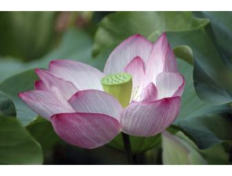 Art for Cure Lotus Archival Print and Life Blooms 2008 Desk Calendar