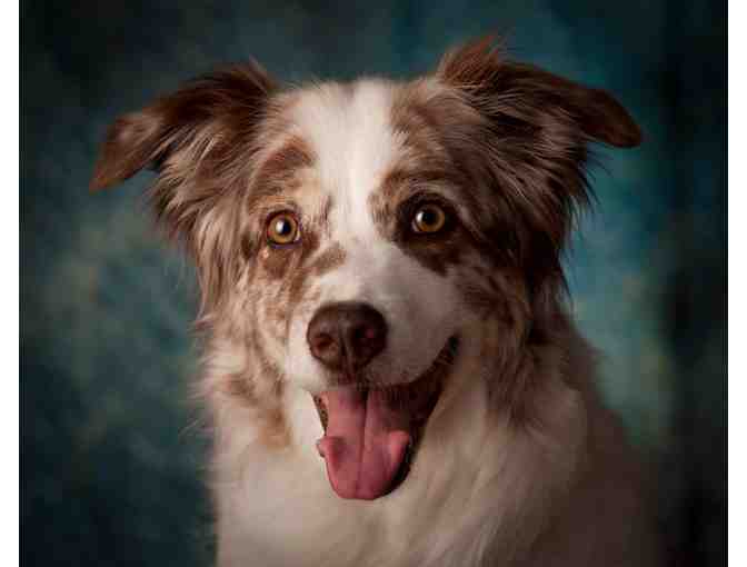 Studio Pet Portrait Certificate - Mary Small Photography