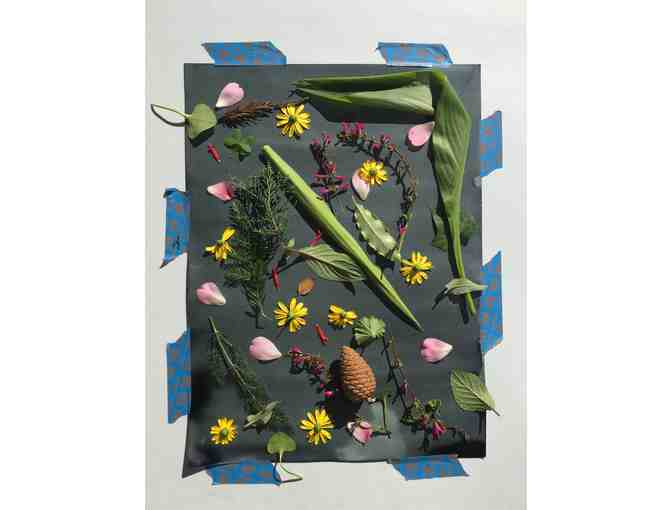 'Large Scale Cyanotypes' - by the Redwood Room