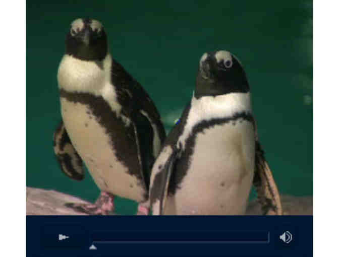 2 Admission Passes to the New England Aquarium