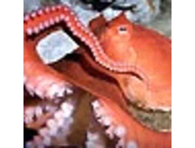 2 Admission Passes to the New England Aquarium